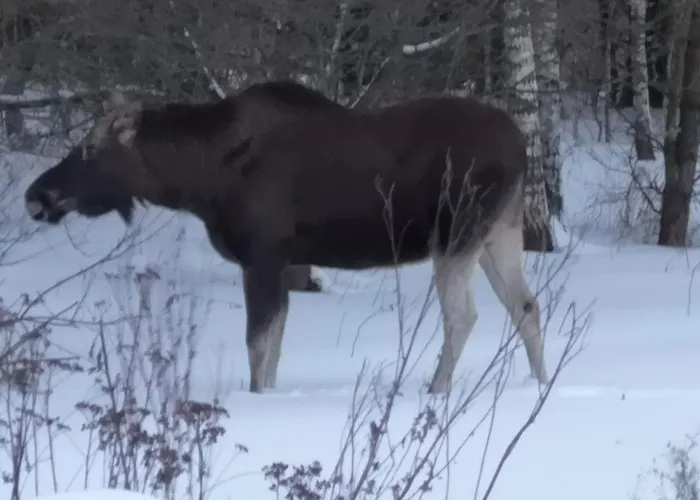 Wodna Ostoja Z Pokojem Zabaw Nad Jeziorem Apartment Buczki